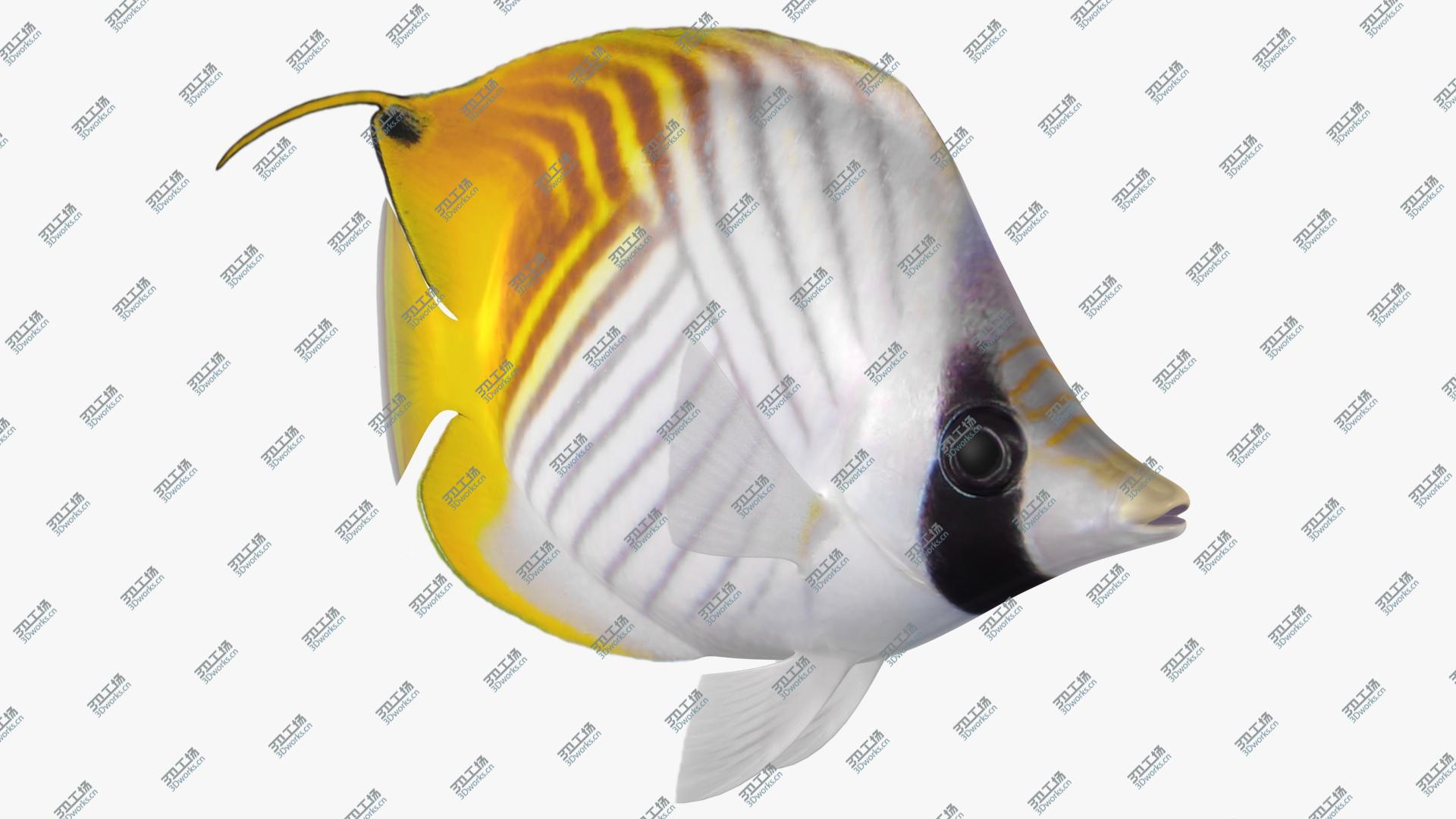 images/goods_img/202105074/3D Threadfin Butterflyfish Animated/2.jpg